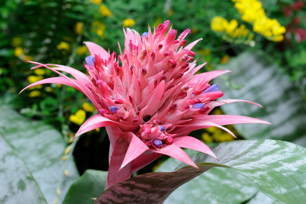 Large spiky pink flower