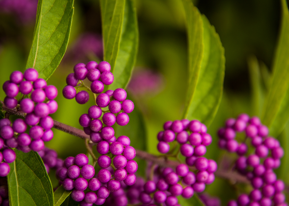 close view of bright magenta berries of american beautyberry plant
