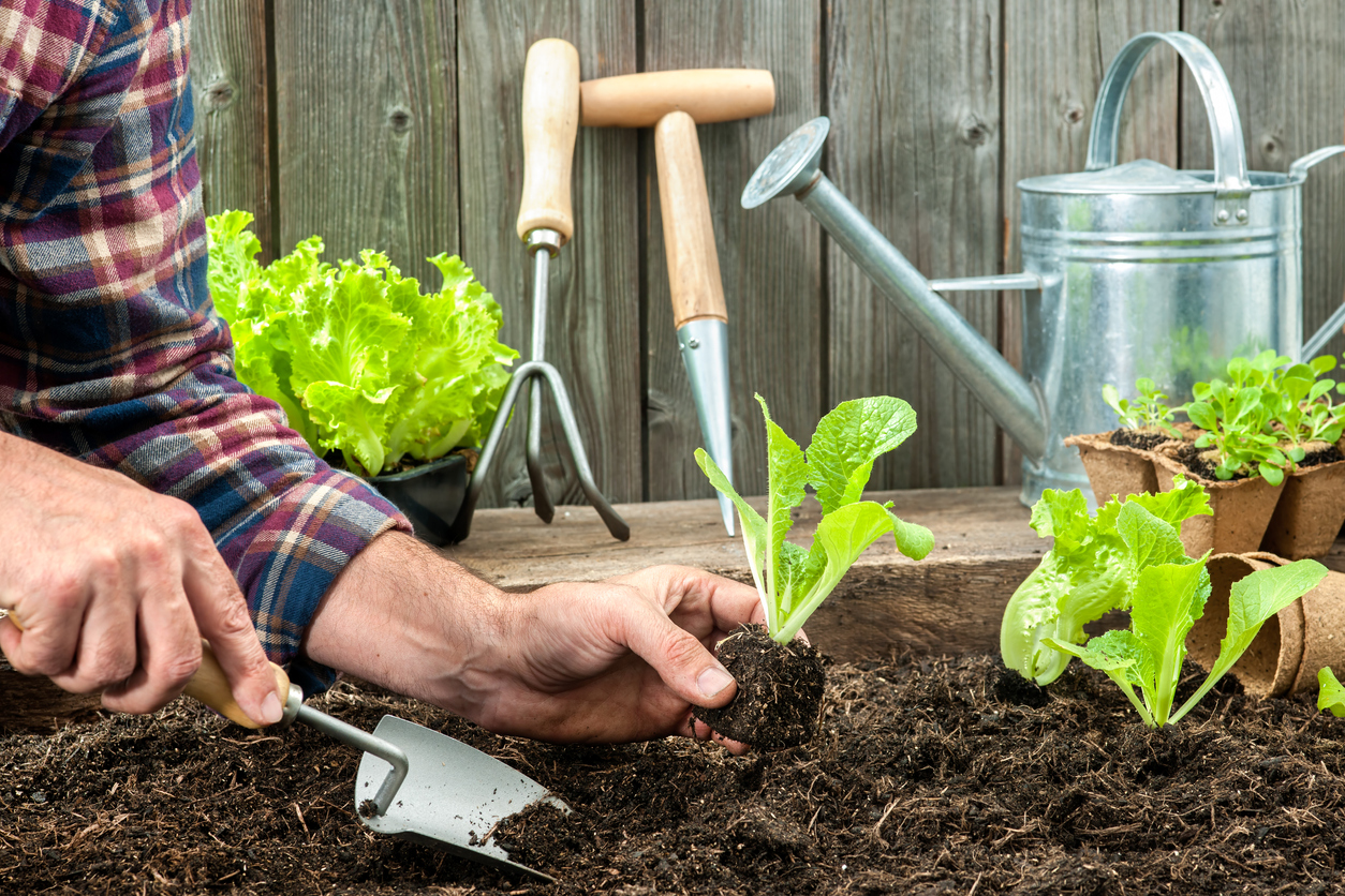 gardener using tools to plant herbs