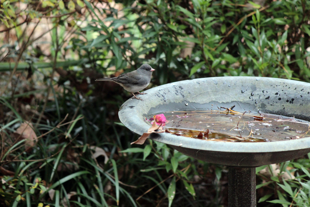 bird bath in garden with leaves in the water and a bird perched on the edge