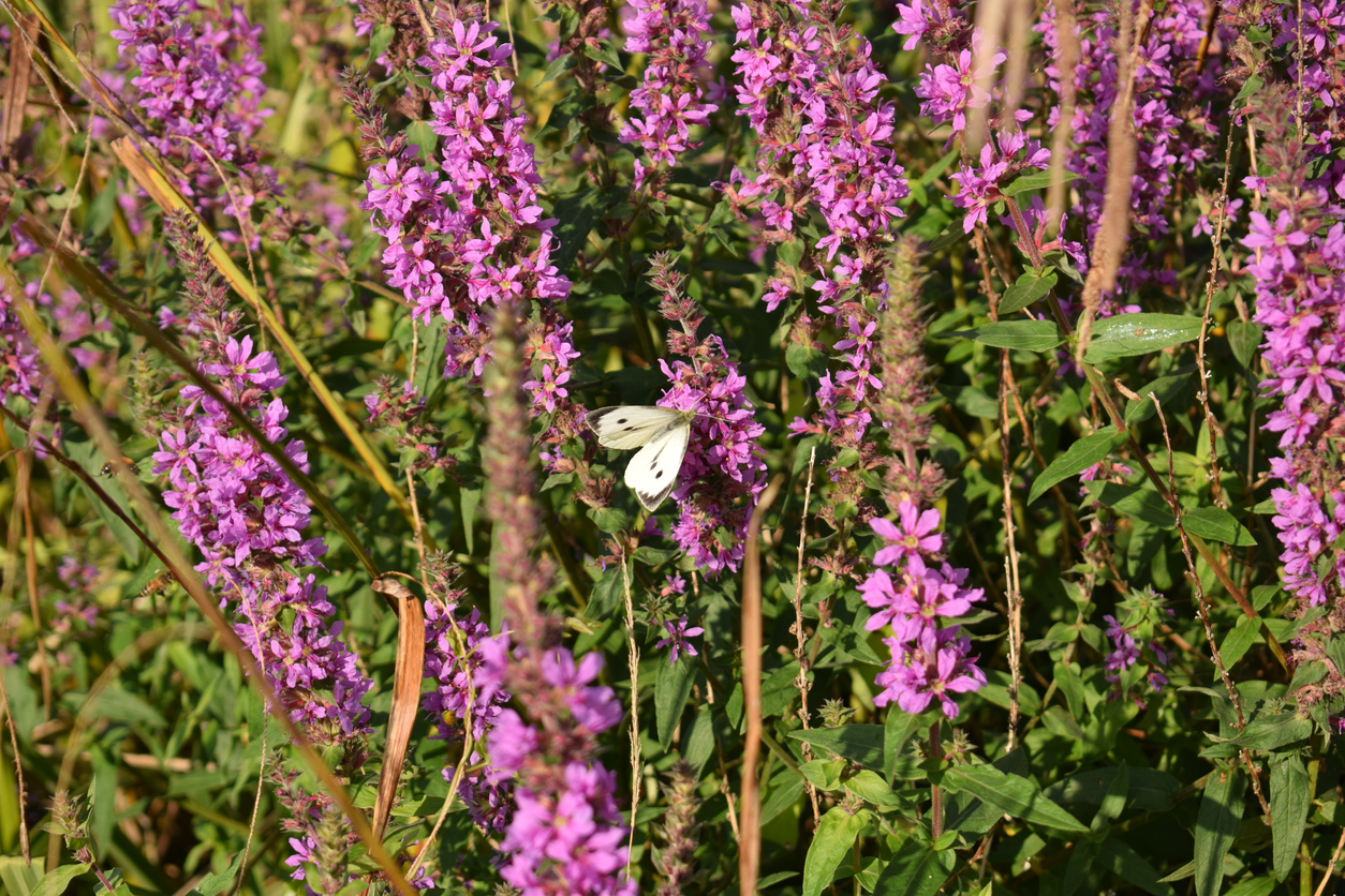 field of tall purple flowers with a butterfly perched among them