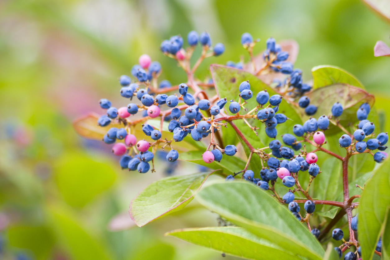 close view of colorful blue berries of winterthur viburnum