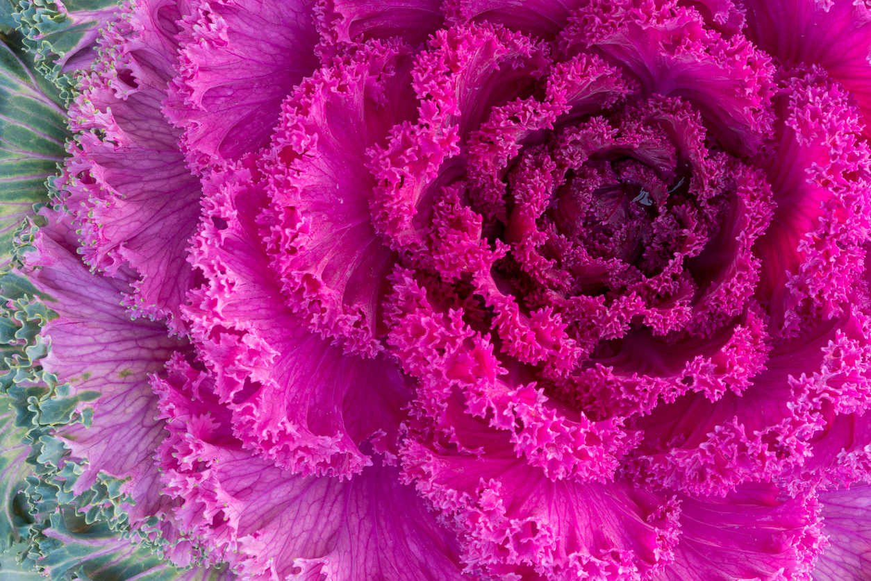 close view of purple ornamental kale