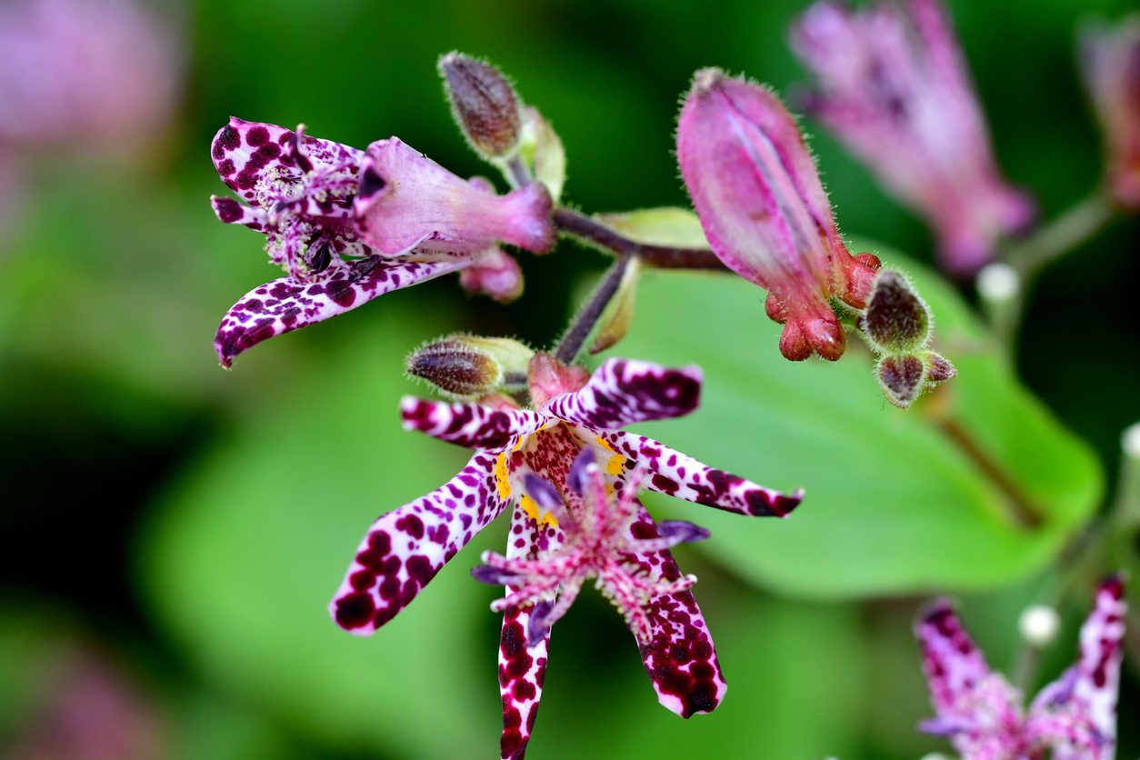 close view of spotted purple blossoms of toad lily