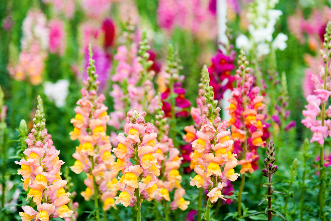 bright pink and yellow tall flowers of snapdragon