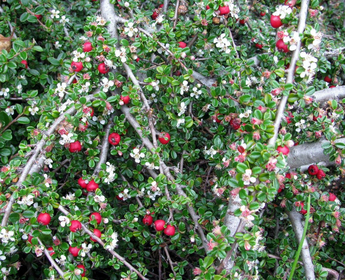 Cotoneaster dammeri bush background