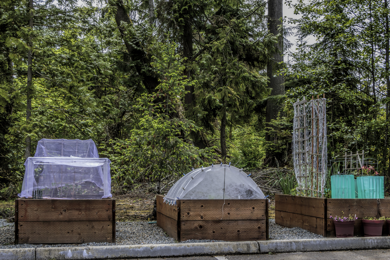 Raised gardening beds beside a parking lot showing insect/ bird netting, raised bed, trellis, solar plant protectors.