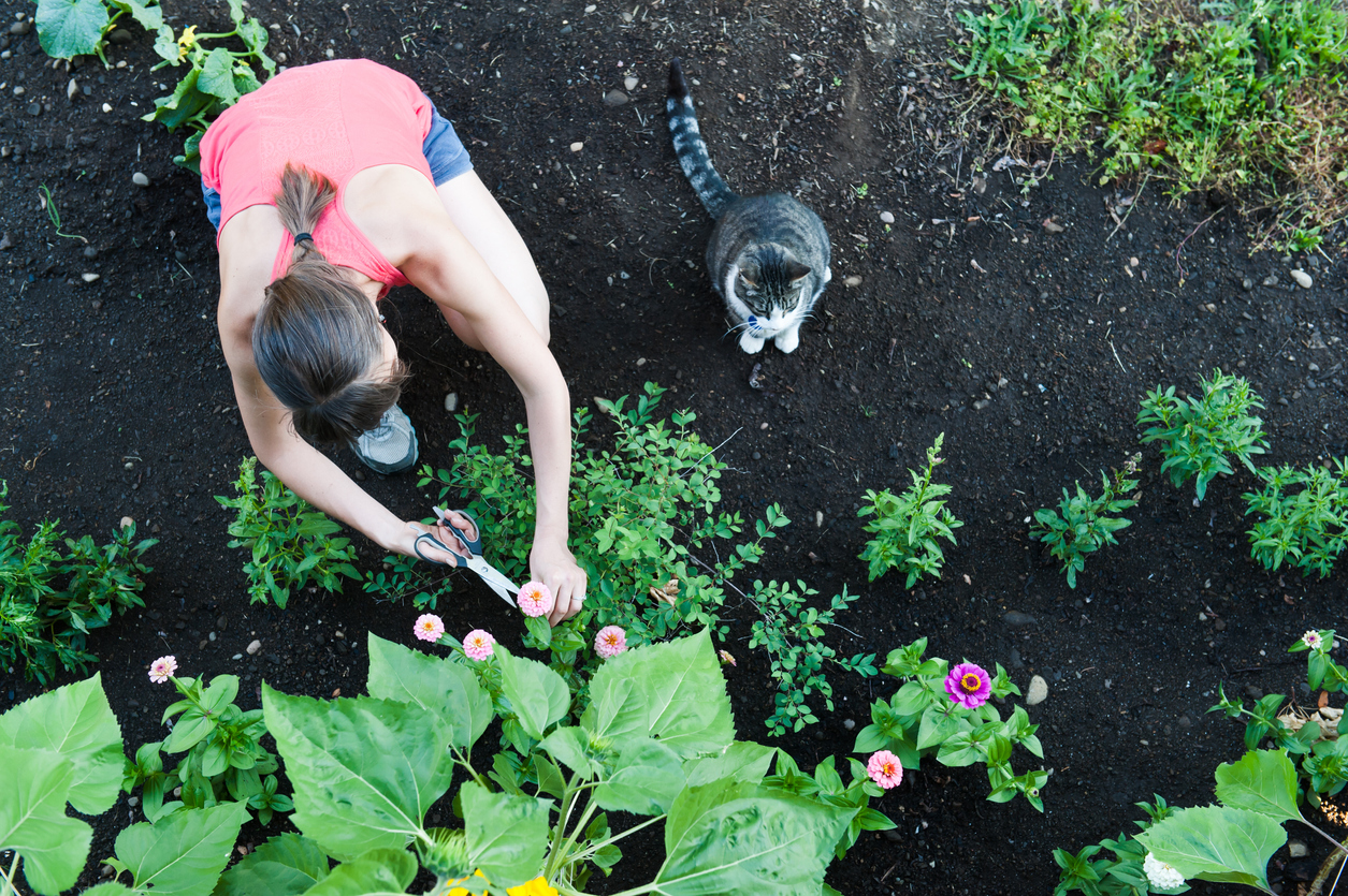 overhead view of woman tending flowers in garden with her cat watching