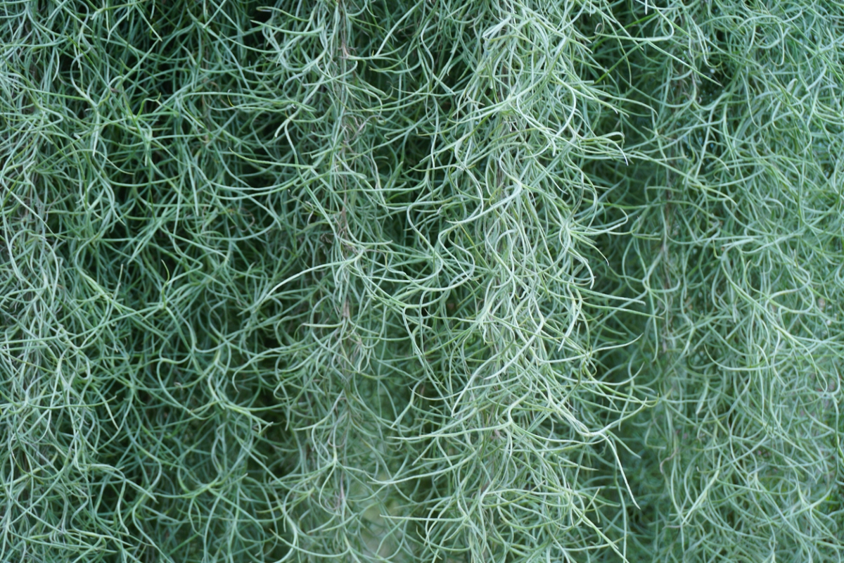 Close up of Spanish moss