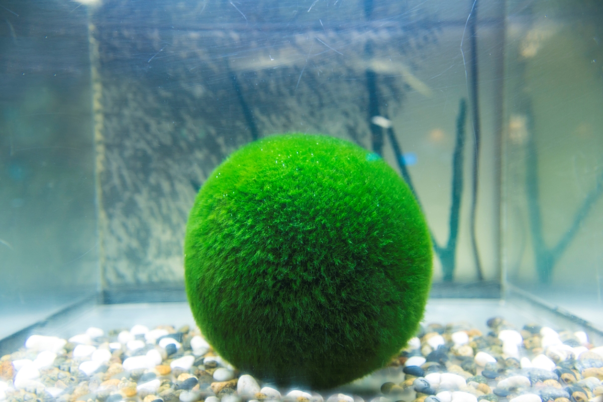 Marino moss ball in tank of water