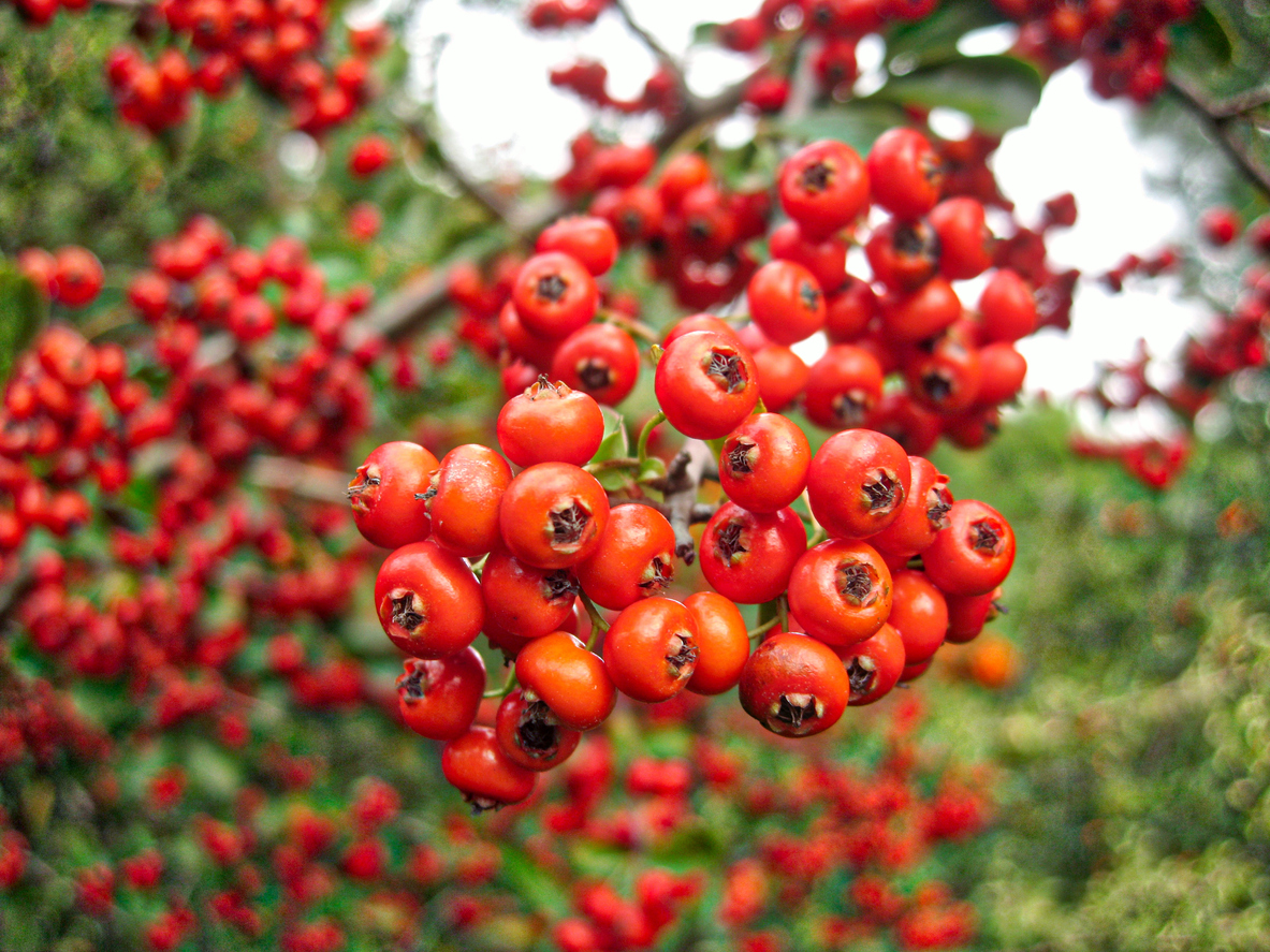 close view of bright red berries on firethorn bush