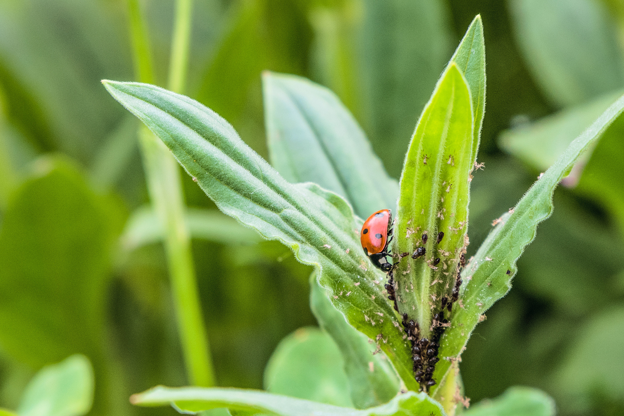 ladybug on long leaves eating aphids