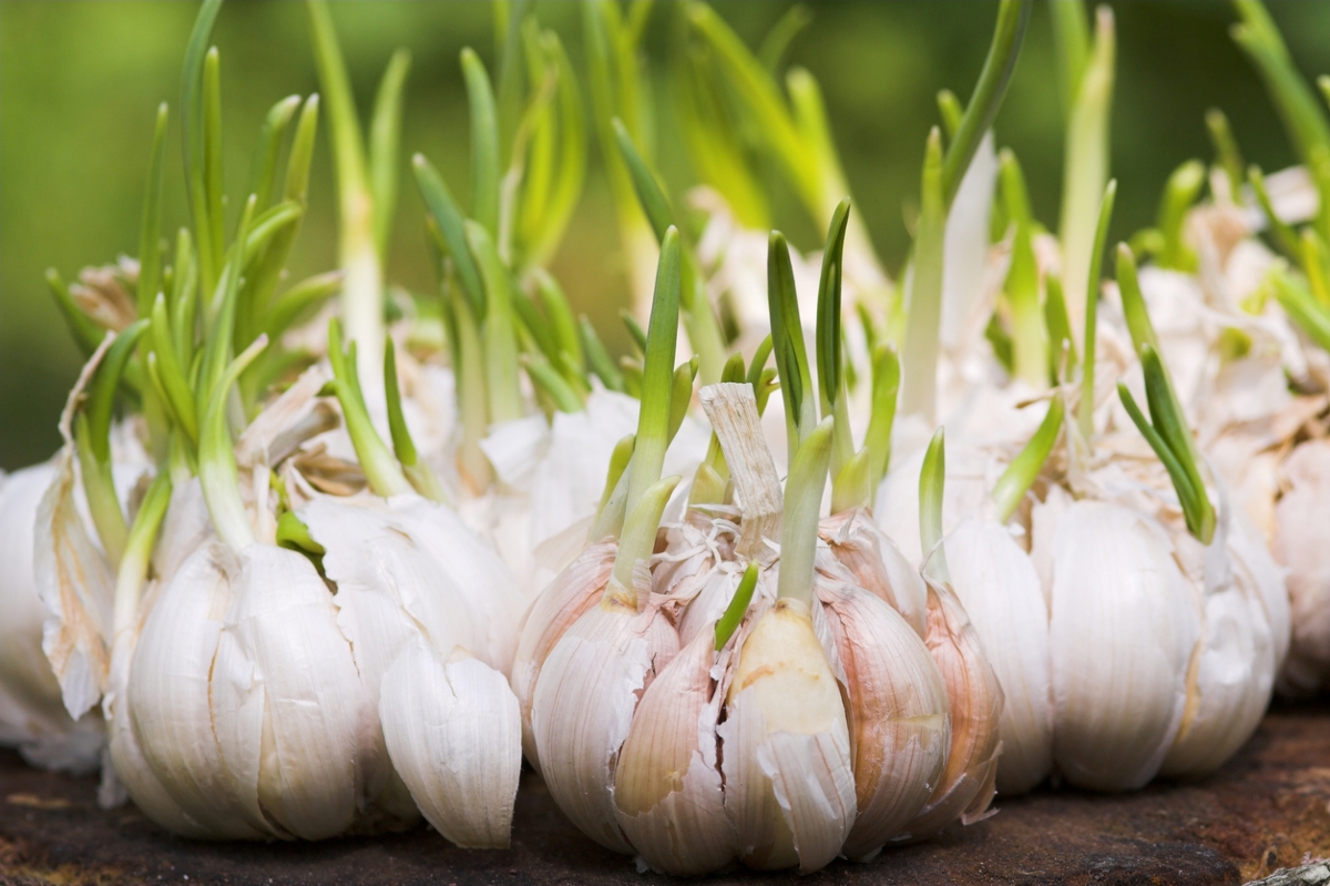 Sprouting garlic bulbs