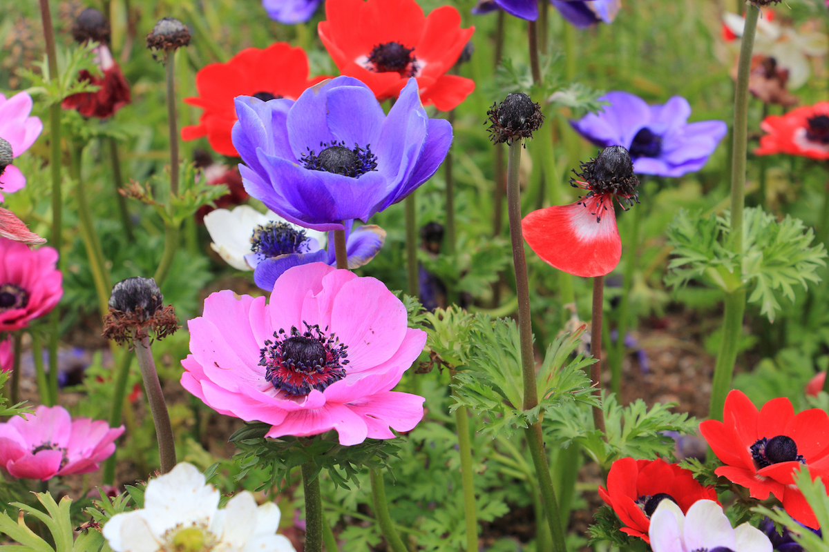 colorful anemone flower blooming in spring after bulbs were planted in the fall