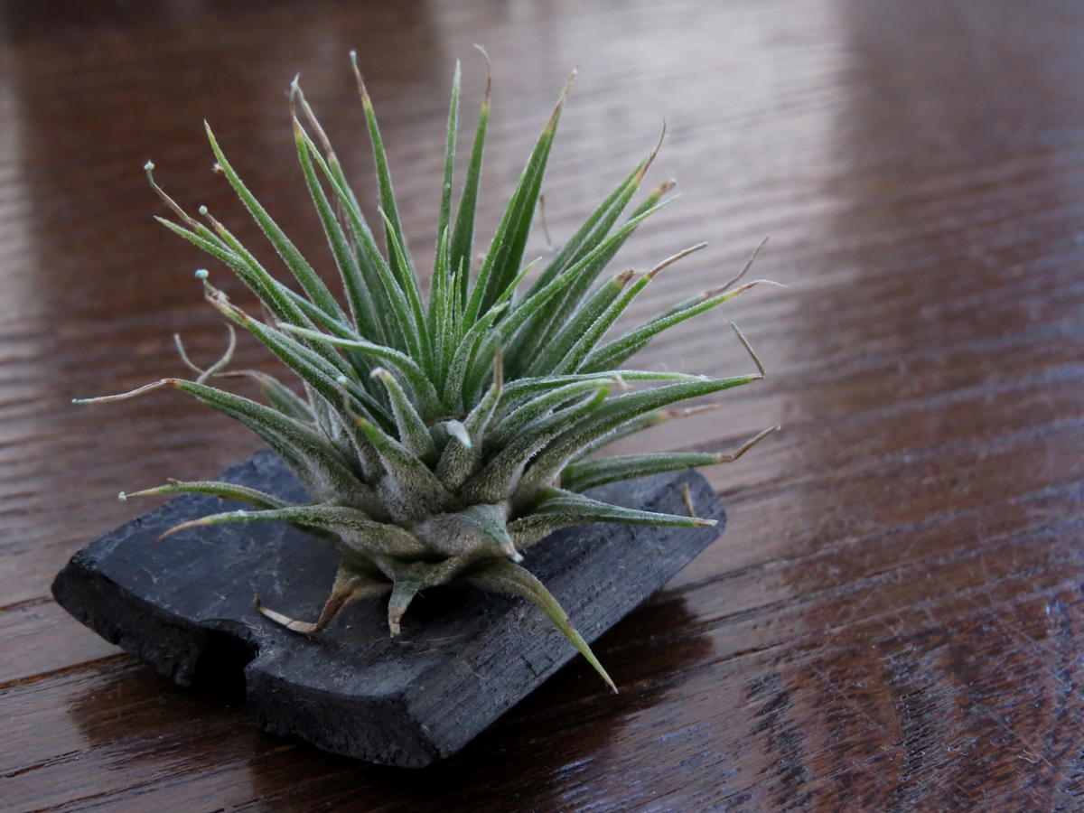 Green air plant on piece of wood