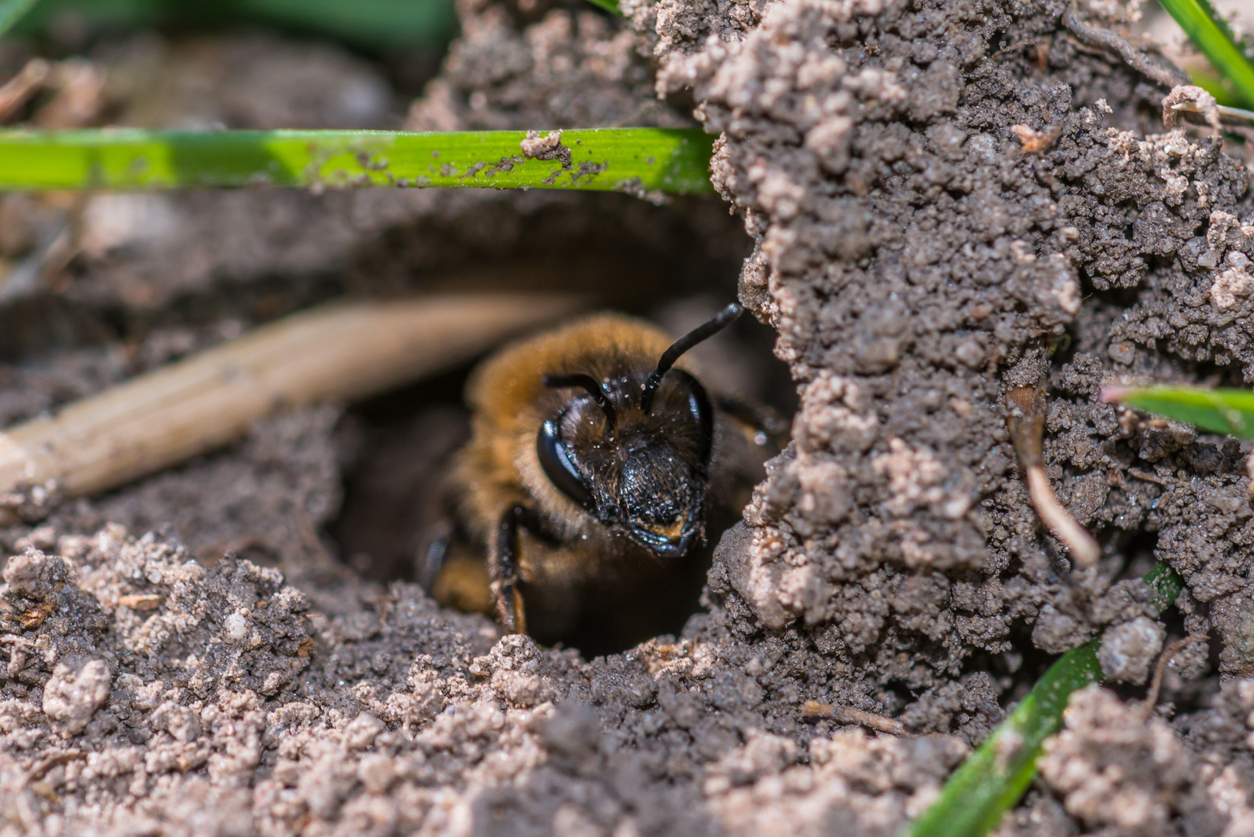 extreme close view of bee emerging from nest in the ground