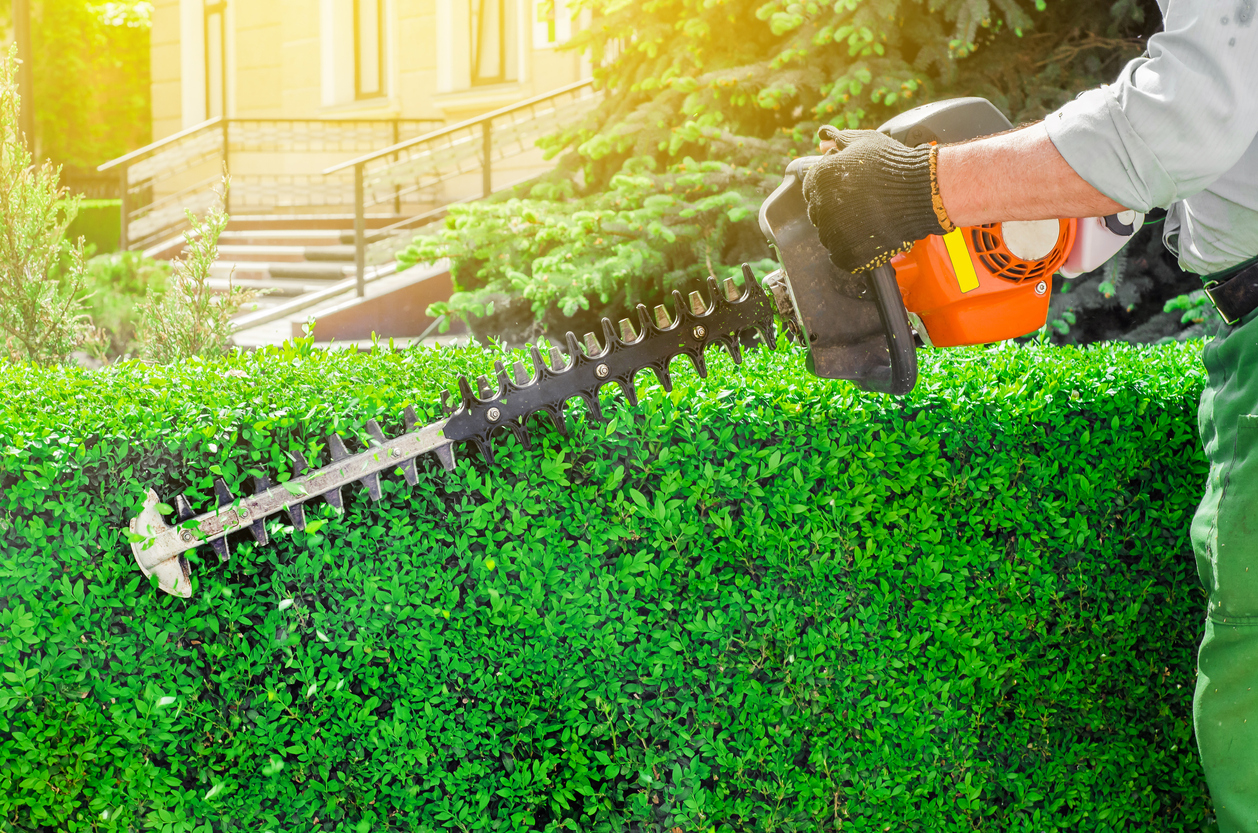 trimming shrubs with electrical trimmer