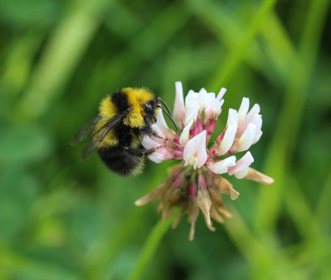 close up view of a bee on a white dutch clover flower
