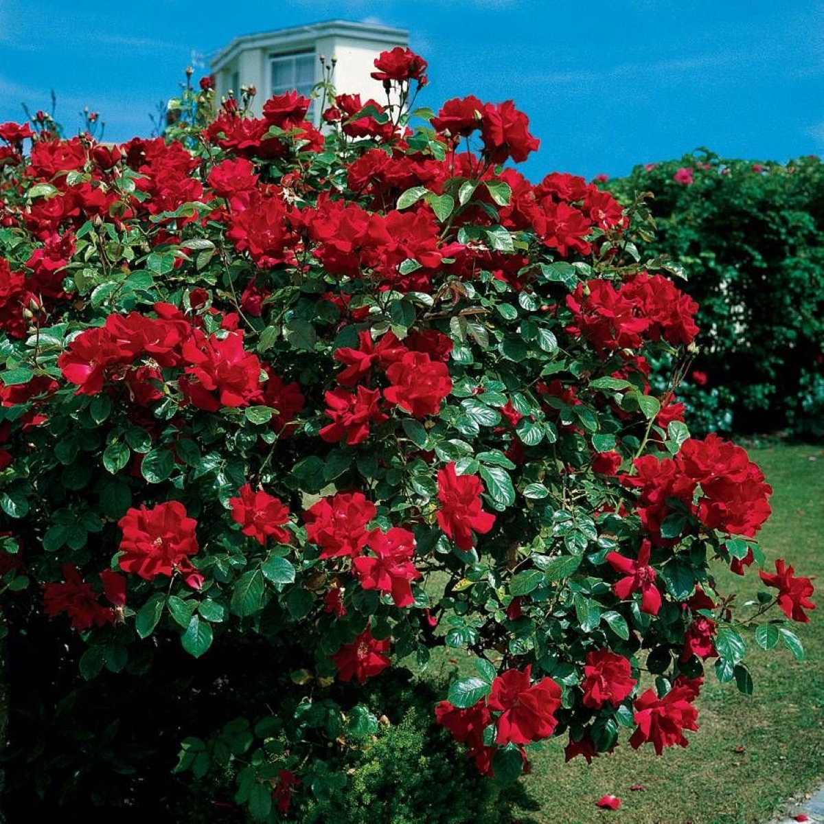 Large red rose bush