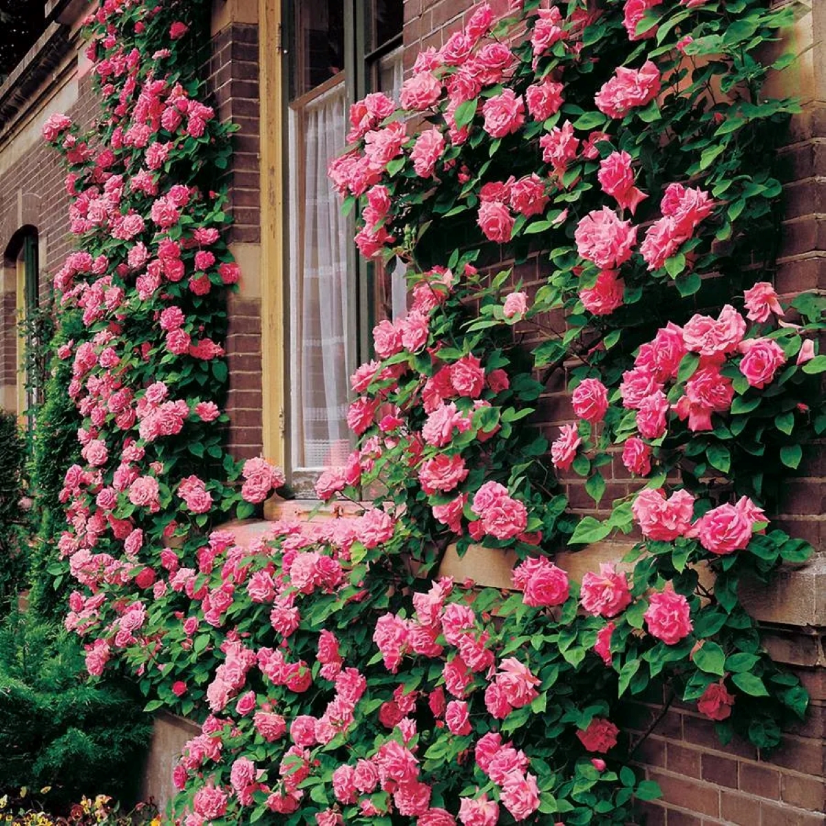 Pink climbing roses on brick wall