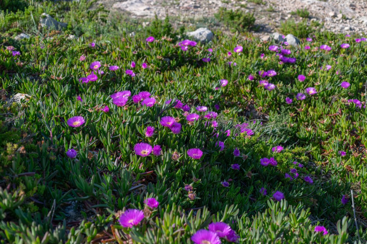 Purple ice plant ground cover flowers.