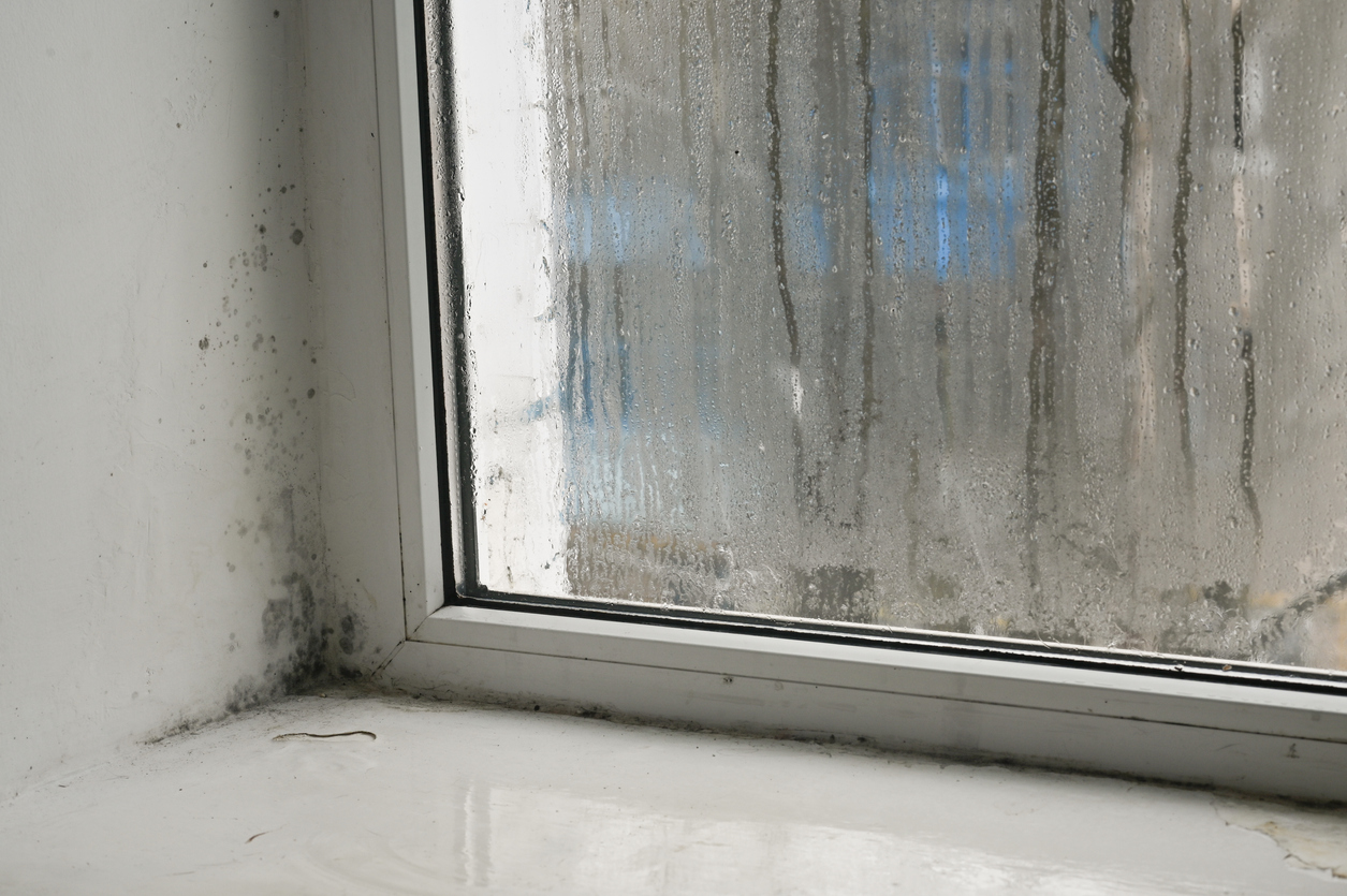 signs of mold in house