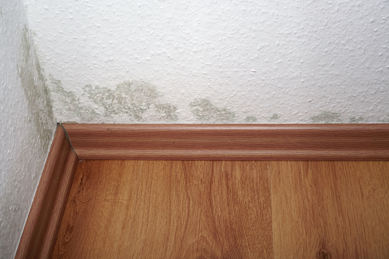 signs of mold in house