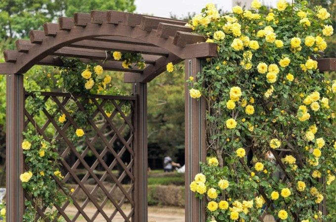 The 12 Best Climbing Roses for Your Garden Trellis, Arbor, or Pergola