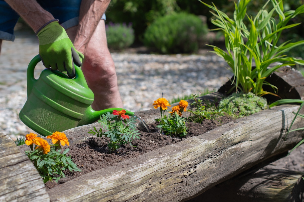 Gardener wearing gloves watering flowers in raised bed with green watering can.
