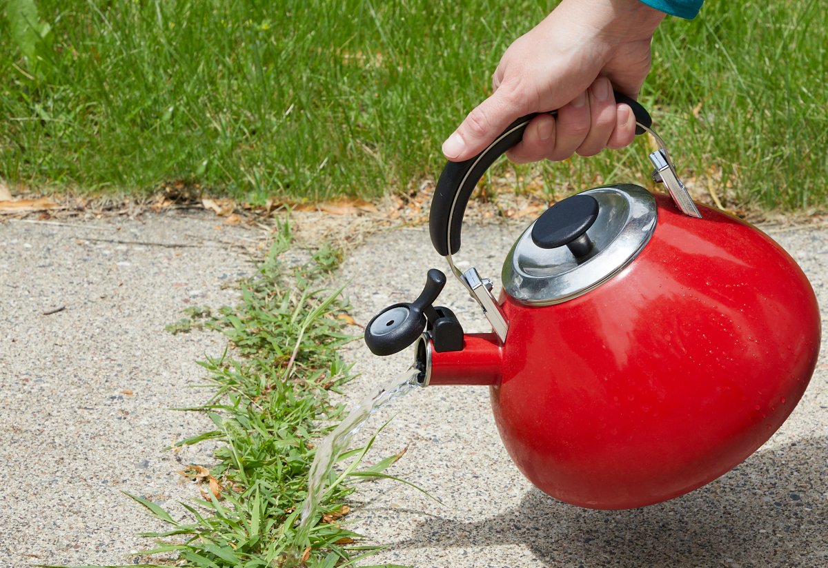 Person holds red teakettle over weeds in driveway and pours water on them.