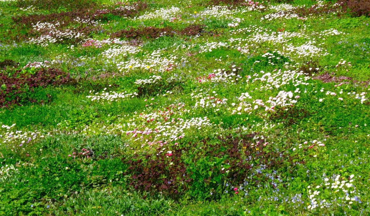 large colorful lawn with patches of small flowers of white yellow and dark purple