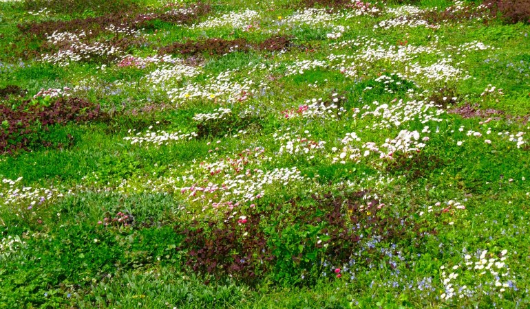It’s Possible to Replace Your Turfgrass Lawn With Chamomile—But Should You?