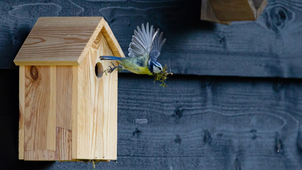 A bird flying away from the best birdhouses option
