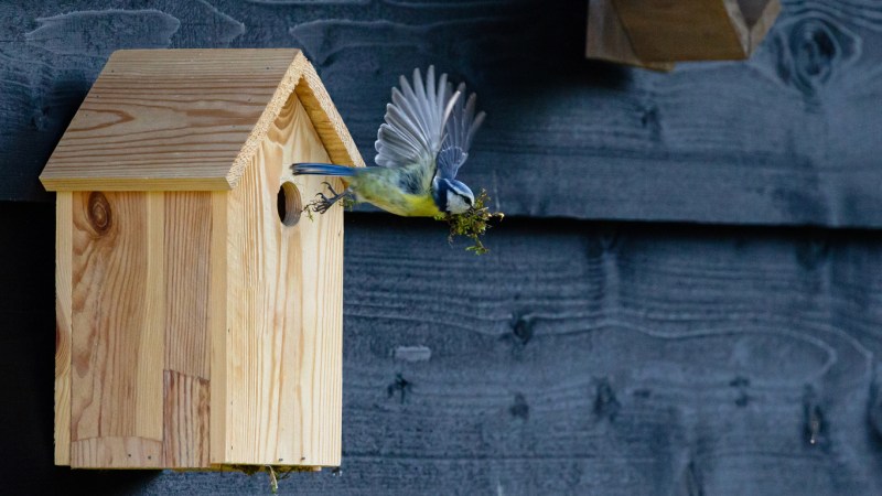 The Best Birdhouses of 2023