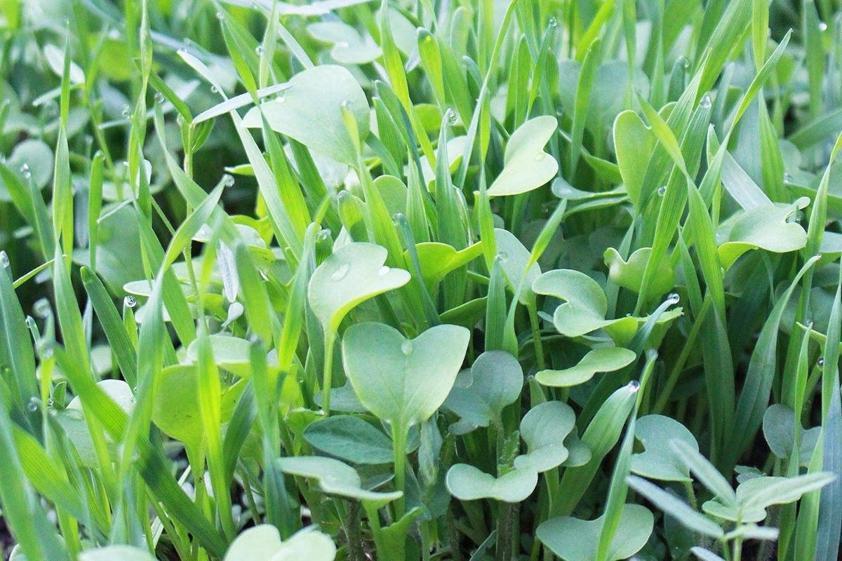 Closeup of dense cover crop plants growing in home garden soil