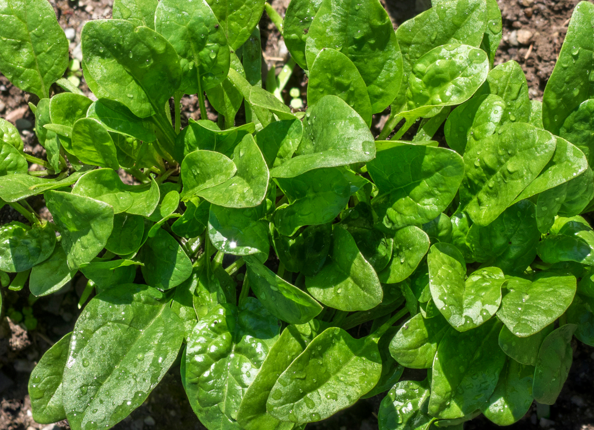 Top-down view of mature smooth spinach plant growing in garden soil