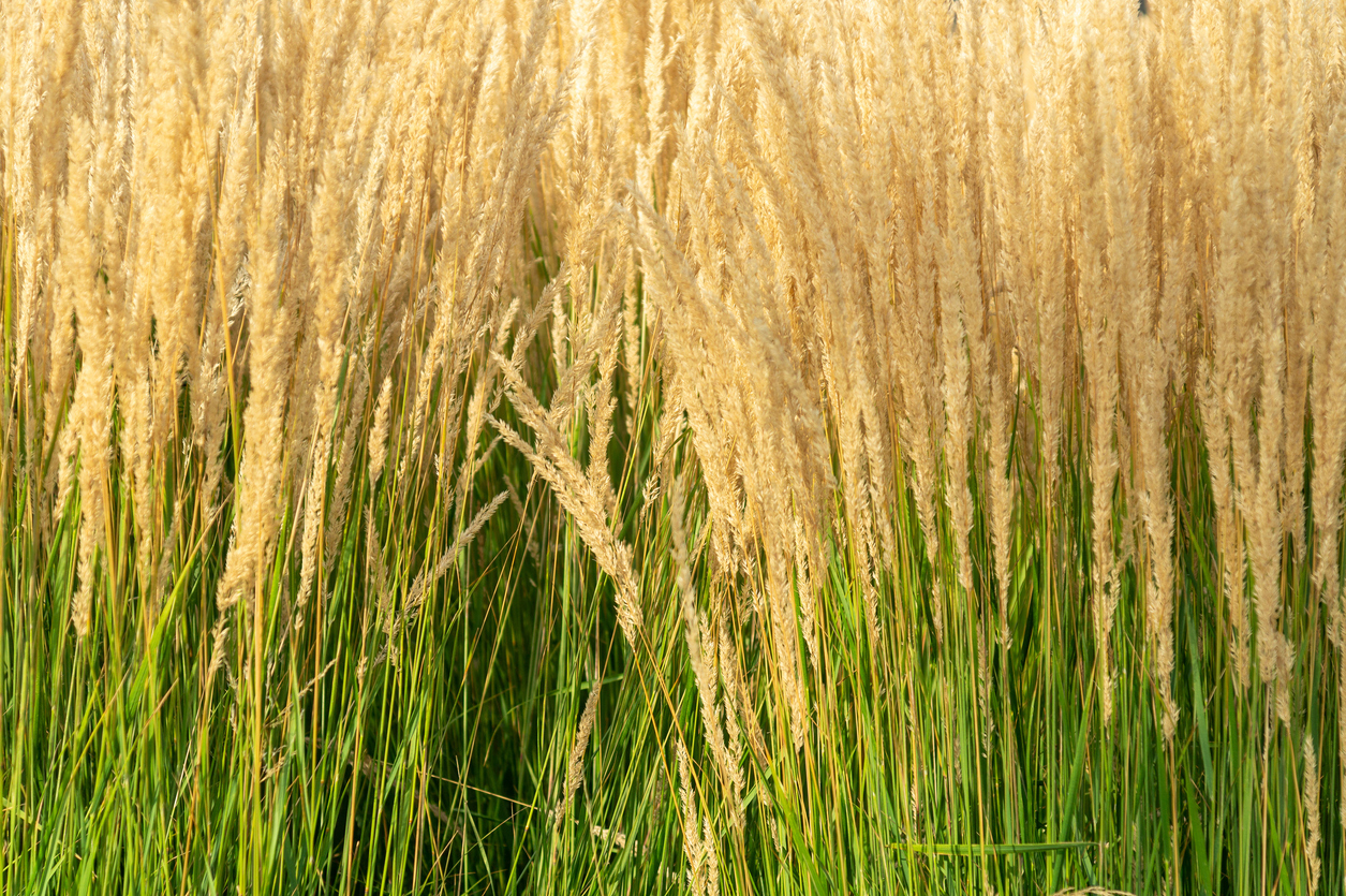 Closeup of a tall wheat-like grain crop