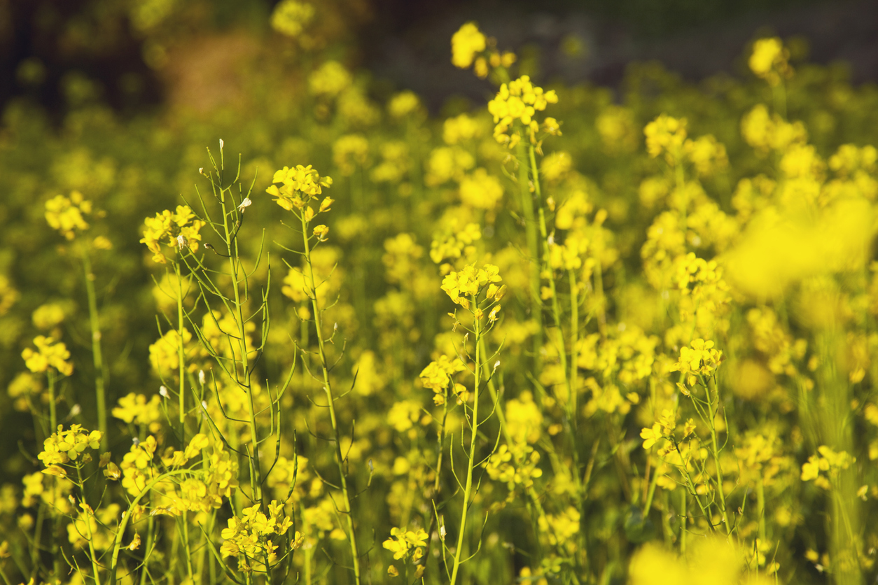 Close view of mustard plants with yellow blooms