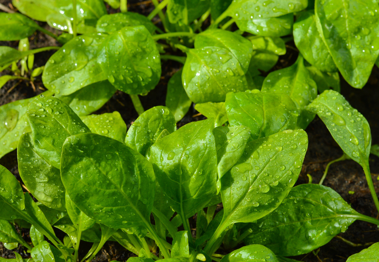 Top-down view of dewy spinach plant leaves after being watered