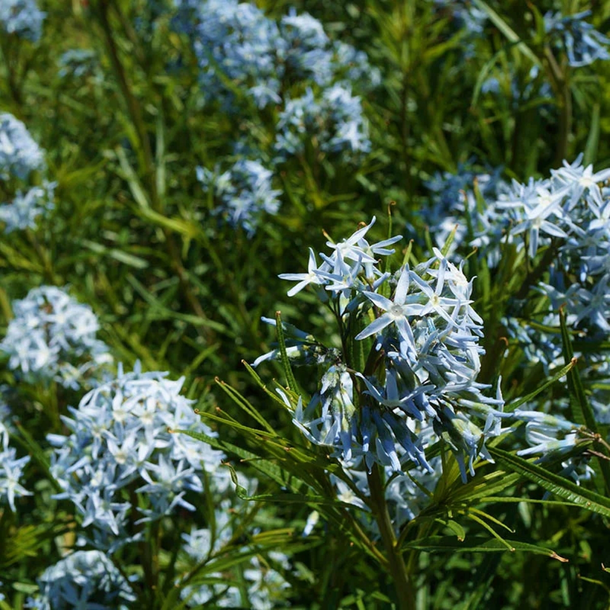 Arkansas blue star flowers
