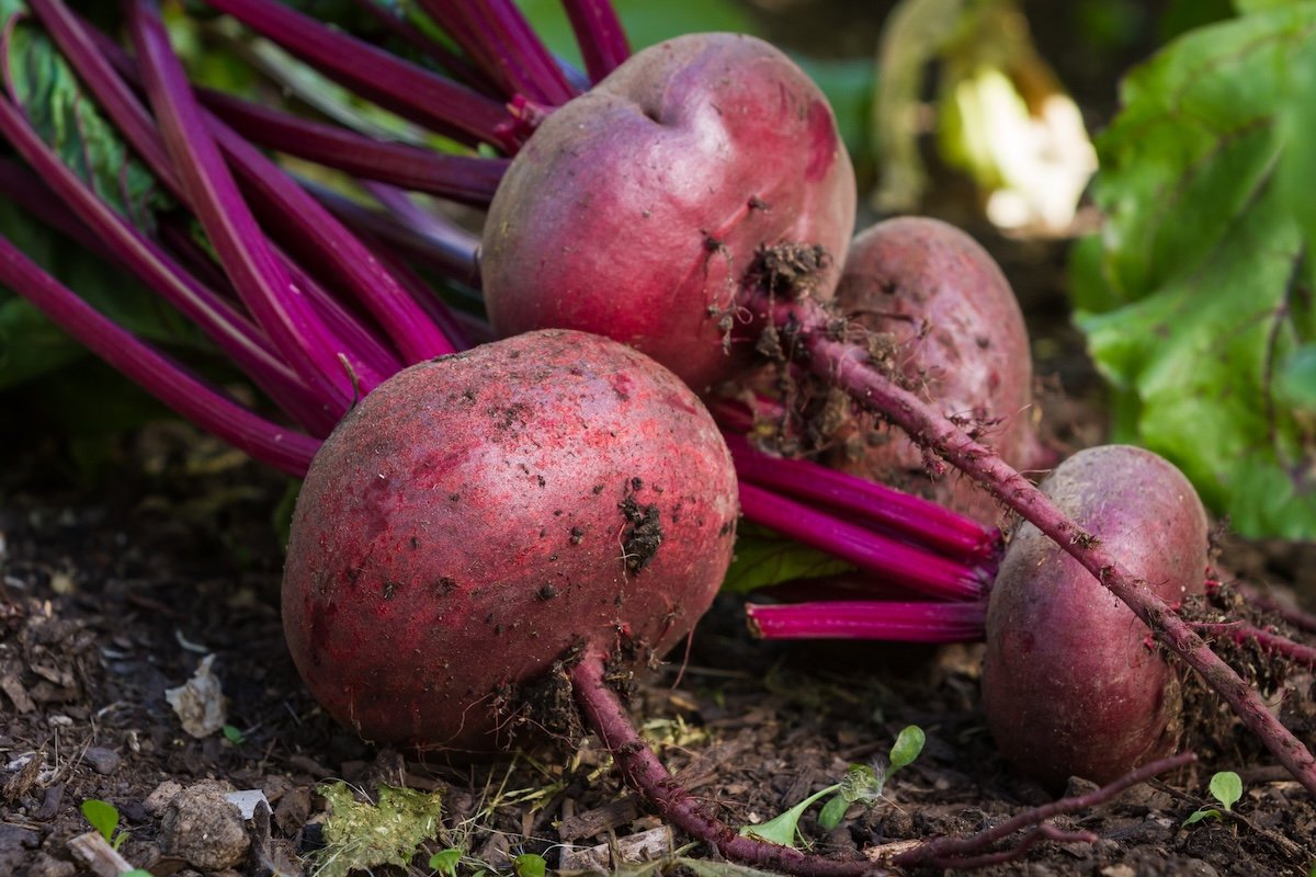 Fresh local organic beets laying on the healthy soil they grew in.