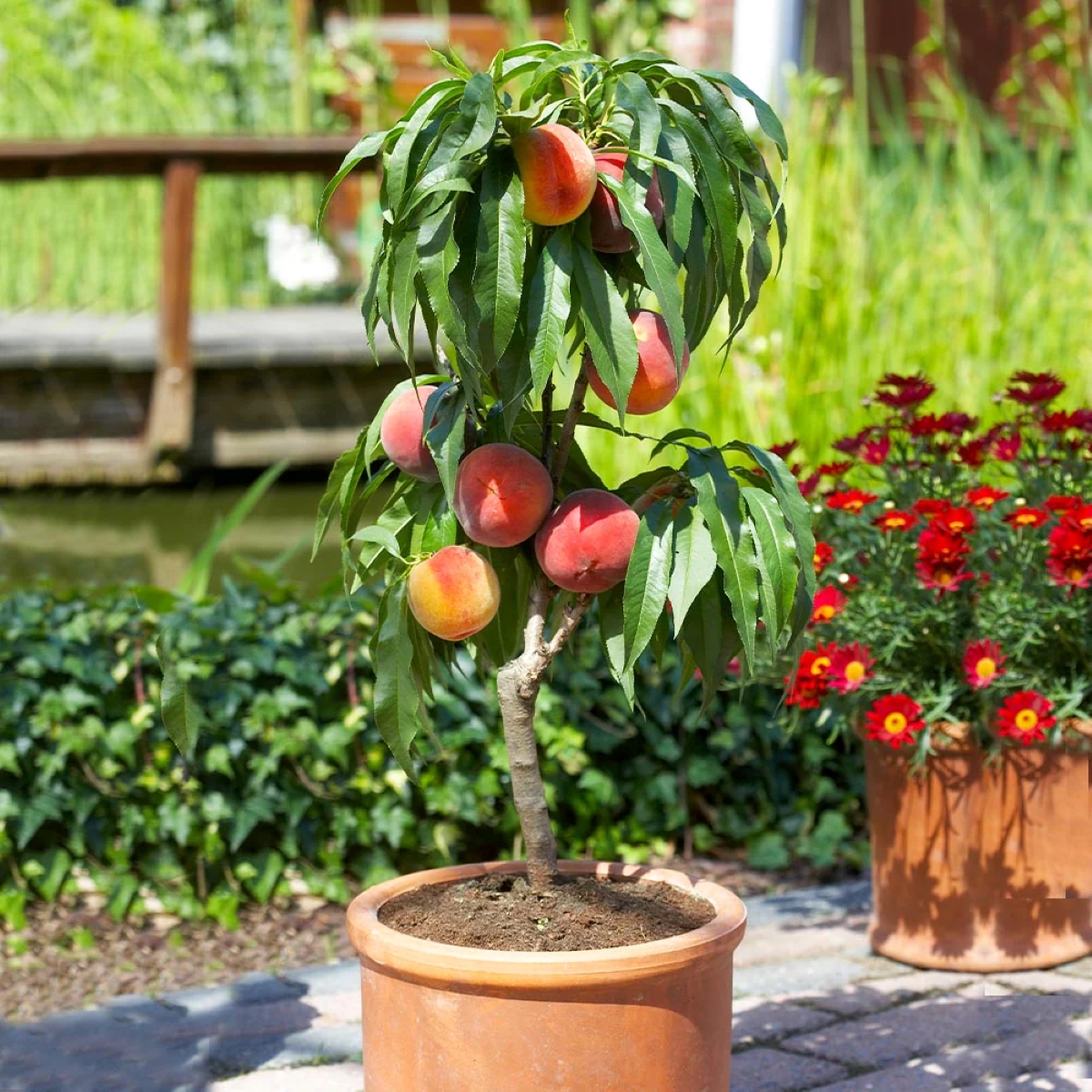 Tree growing peaches in container