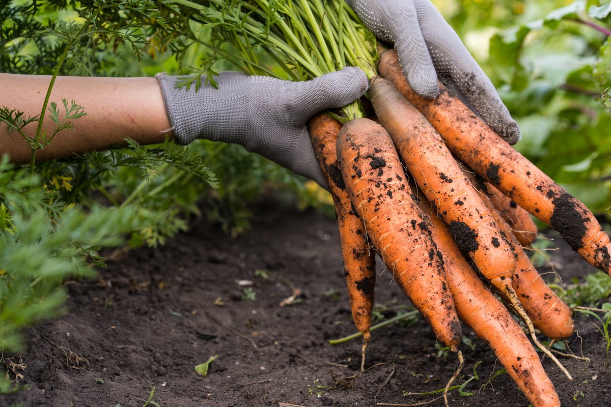 A gardener wearing greay gloves holds a bunch of freshly harvested carrots in their hands.