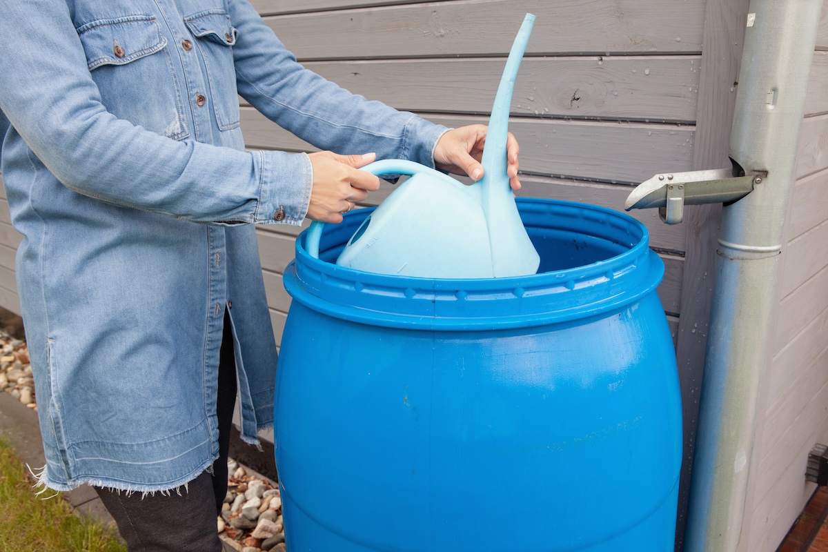 A woman dunks a watering can into a rain water barrel to use for plant watering. 