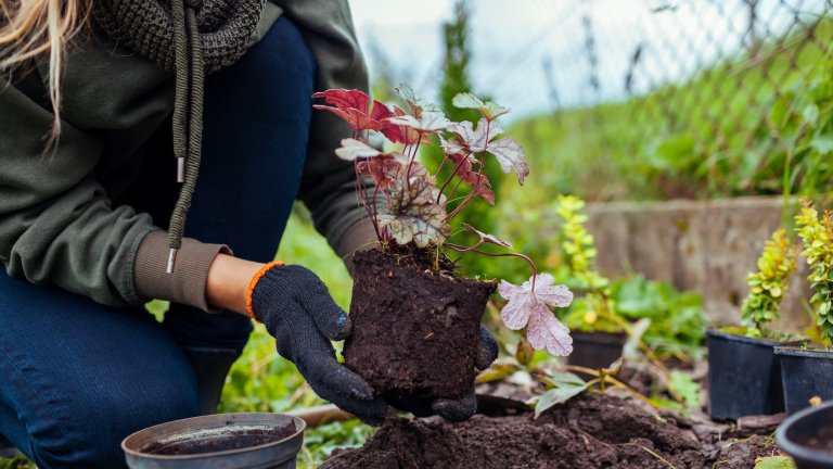 Planting heuchera color dream into soil. Gardener plants coral bells in ground in fall garden. Worker takes plant out of container. Spring landscaping