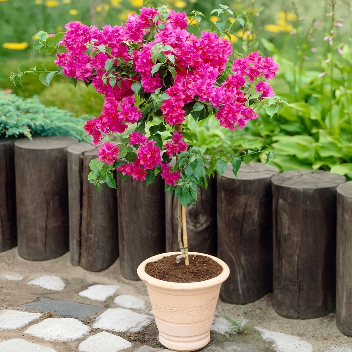 Tree with pink blooms in container