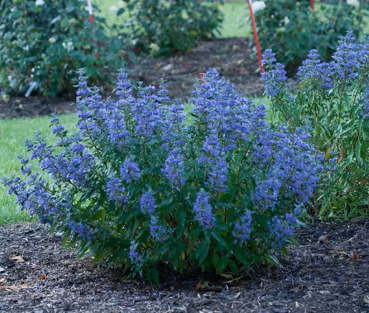 Bluebeard purple bush