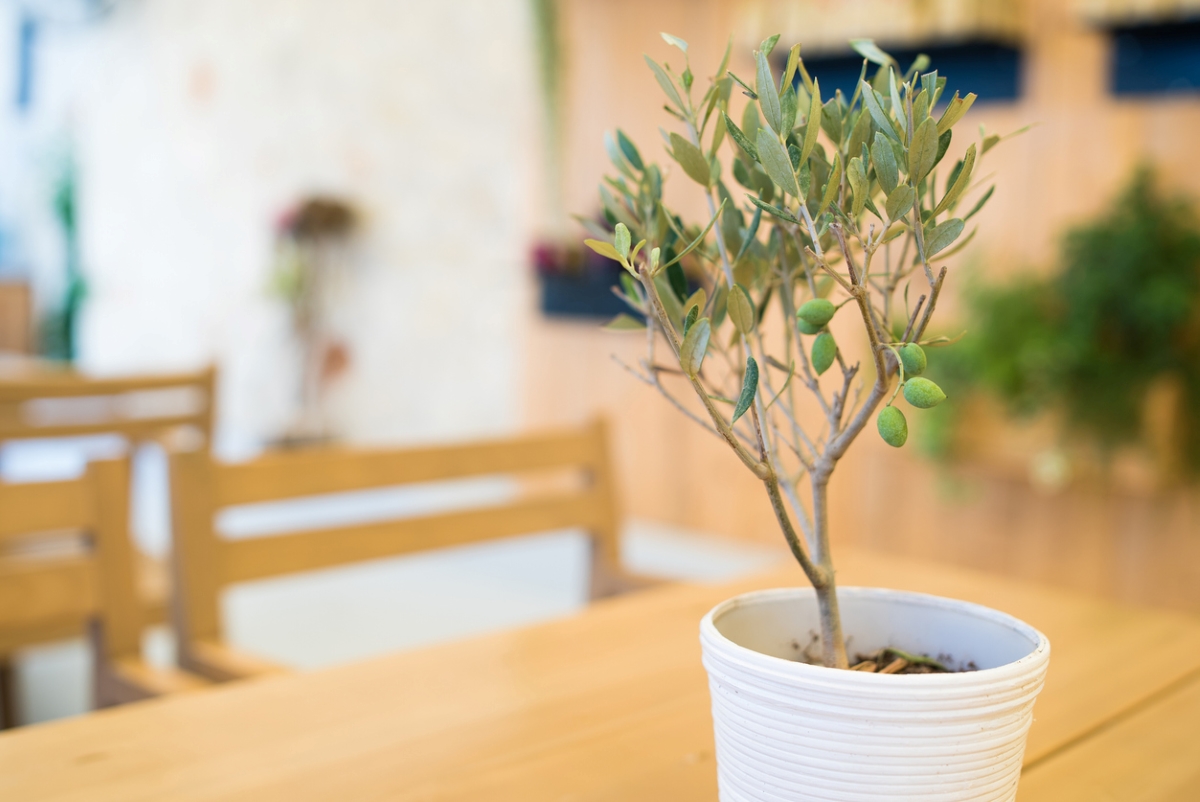 Small olive tree with fruit in container