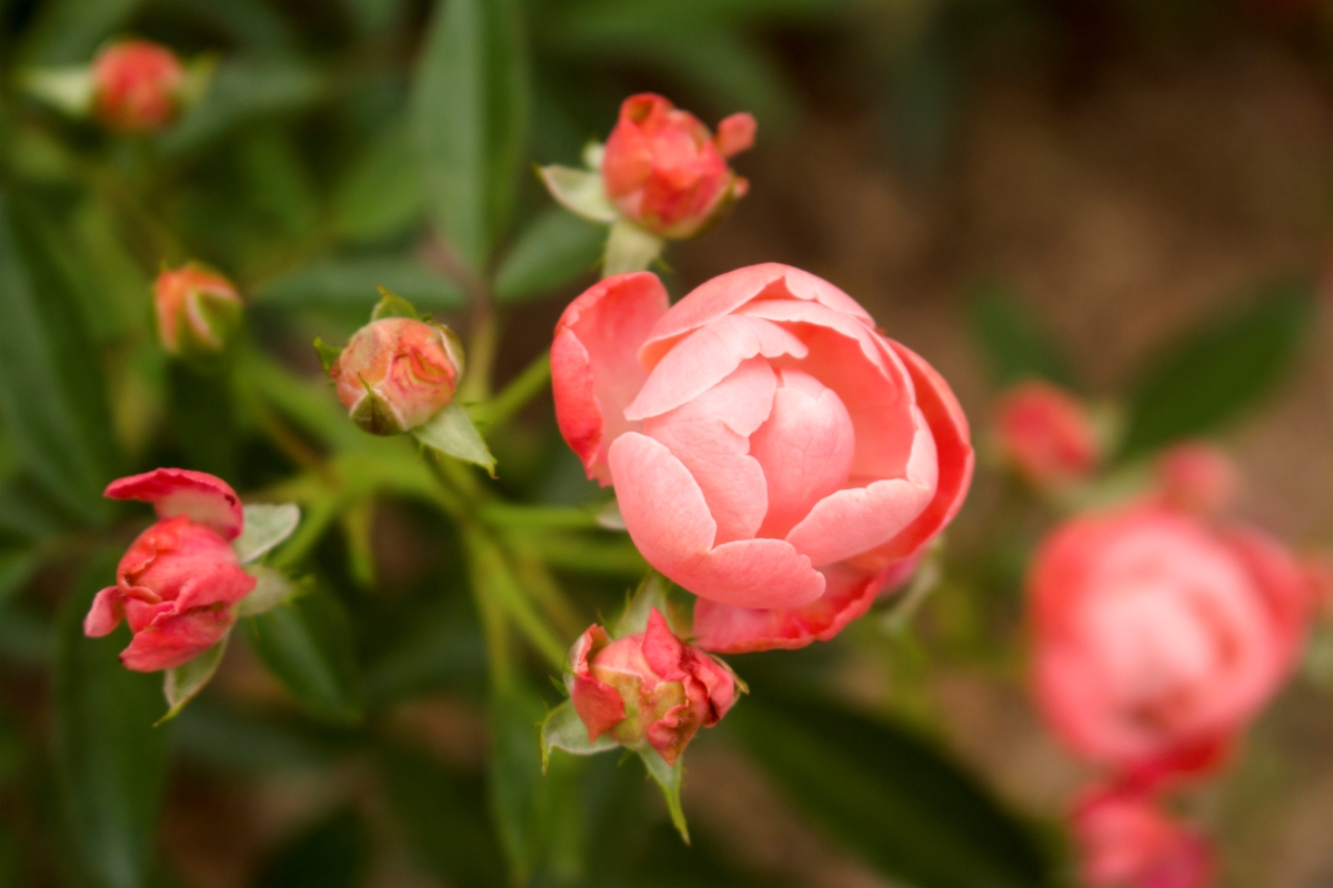 Coral and pink knock out roses bud and bloom.