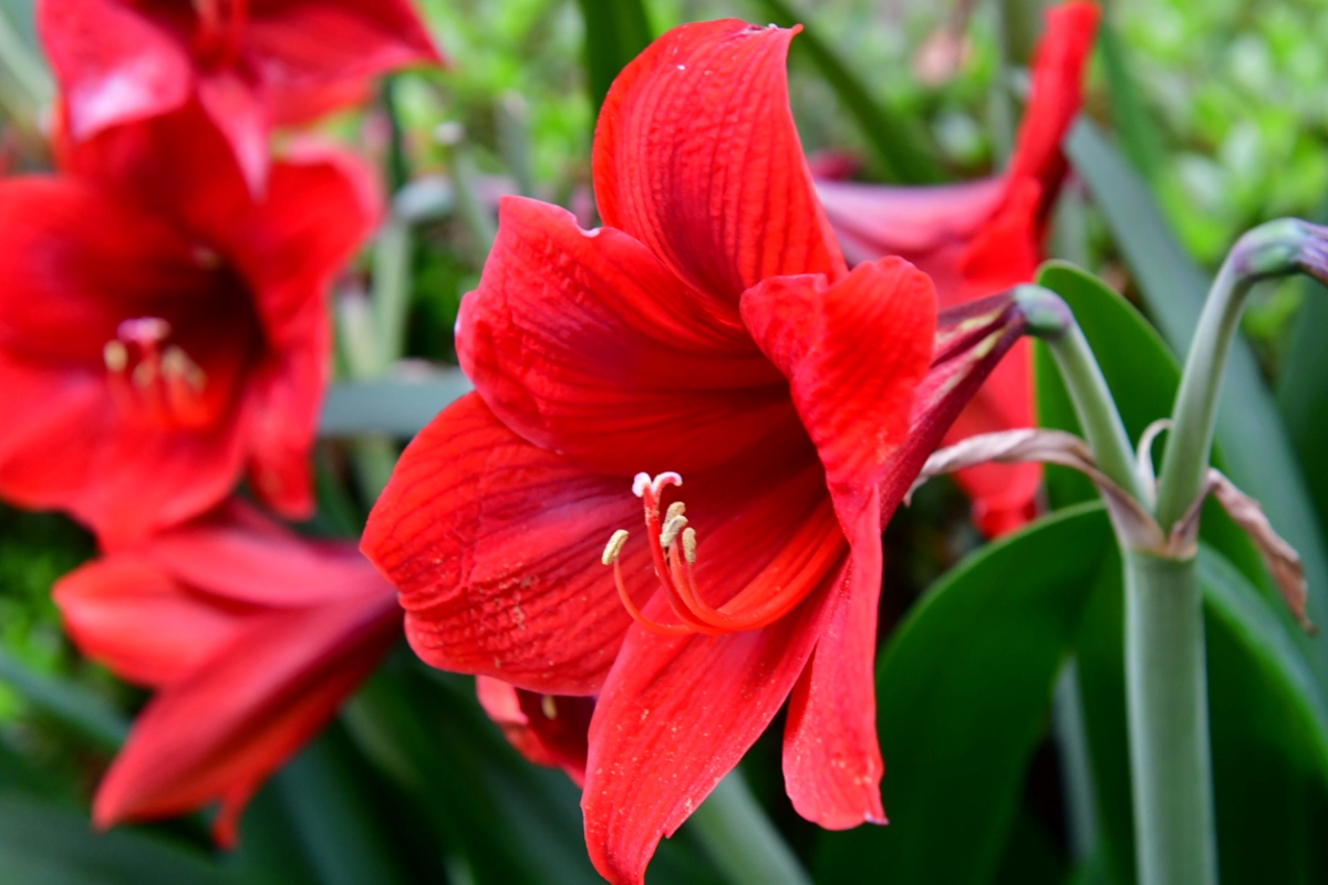 Red Amaryllis flower